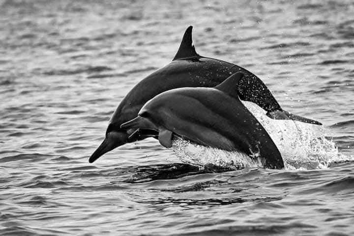 Dolphin & Whale Watching Tours